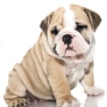 Is an english bulldog a good family dog?