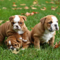 Understanding the Temperament and Personality Traits of English Bulldog Puppies